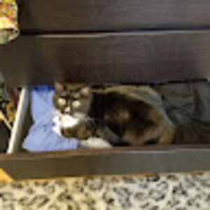 Meet your Posher, Terra